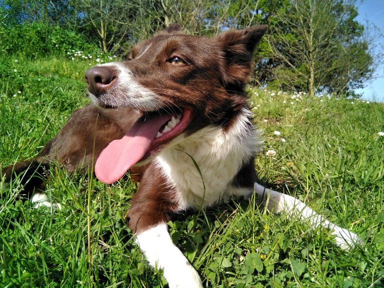 Nombres De Perros Hembras Border Collie